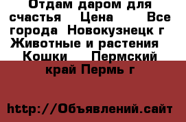 Отдам даром для счастья. › Цена ­ 1 - Все города, Новокузнецк г. Животные и растения » Кошки   . Пермский край,Пермь г.